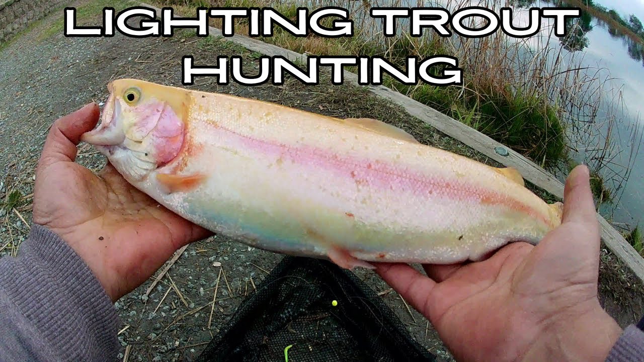 First Lighting Trout: Lake Camanche Fishing