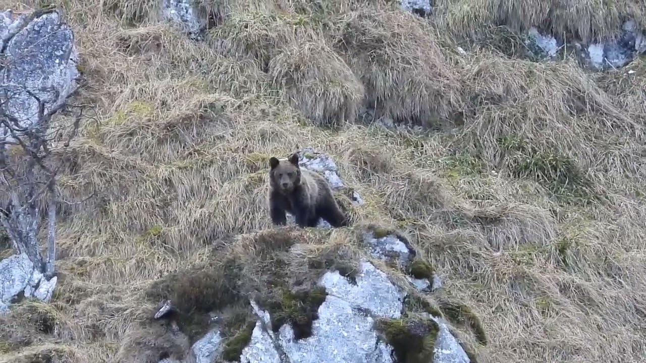 El Oso pardo cantábrico,Ursus arctos,perfectamente adaptado a la montaña.