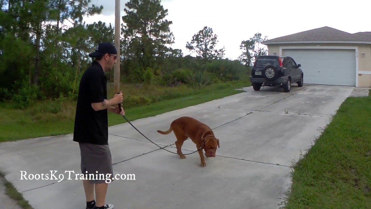 Yoda french mastiff intro to leash pressure