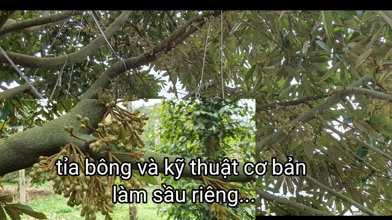 Tỉa bông cho sầu riêng ,không vào lân tạo mầm liệu có đủ bông không. 2025.
