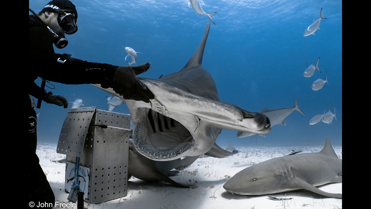 Epic Tiger Shark & Hammerhead Diving in 4K UHD - Relaxation