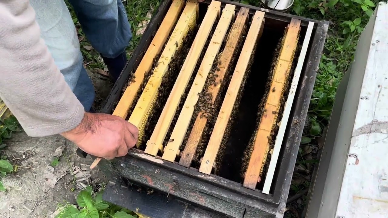 城市養蜂達人 全繼箱繁蜂操作
