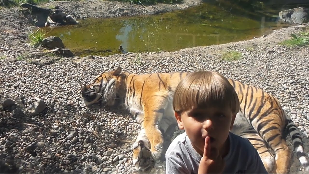 Wild Animals ! Exploring Dublin Zoo with Sammie​​​