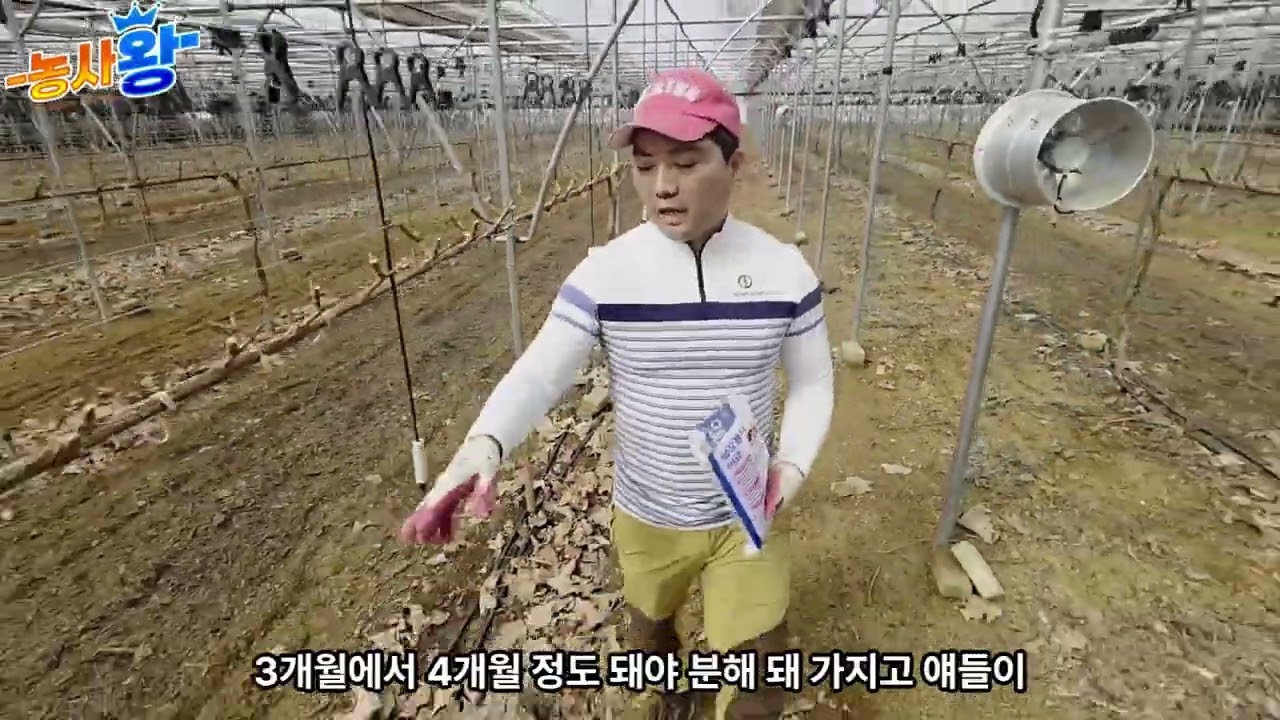 토양살충제 붕사 뿌리면서 하는 이야기(2편)