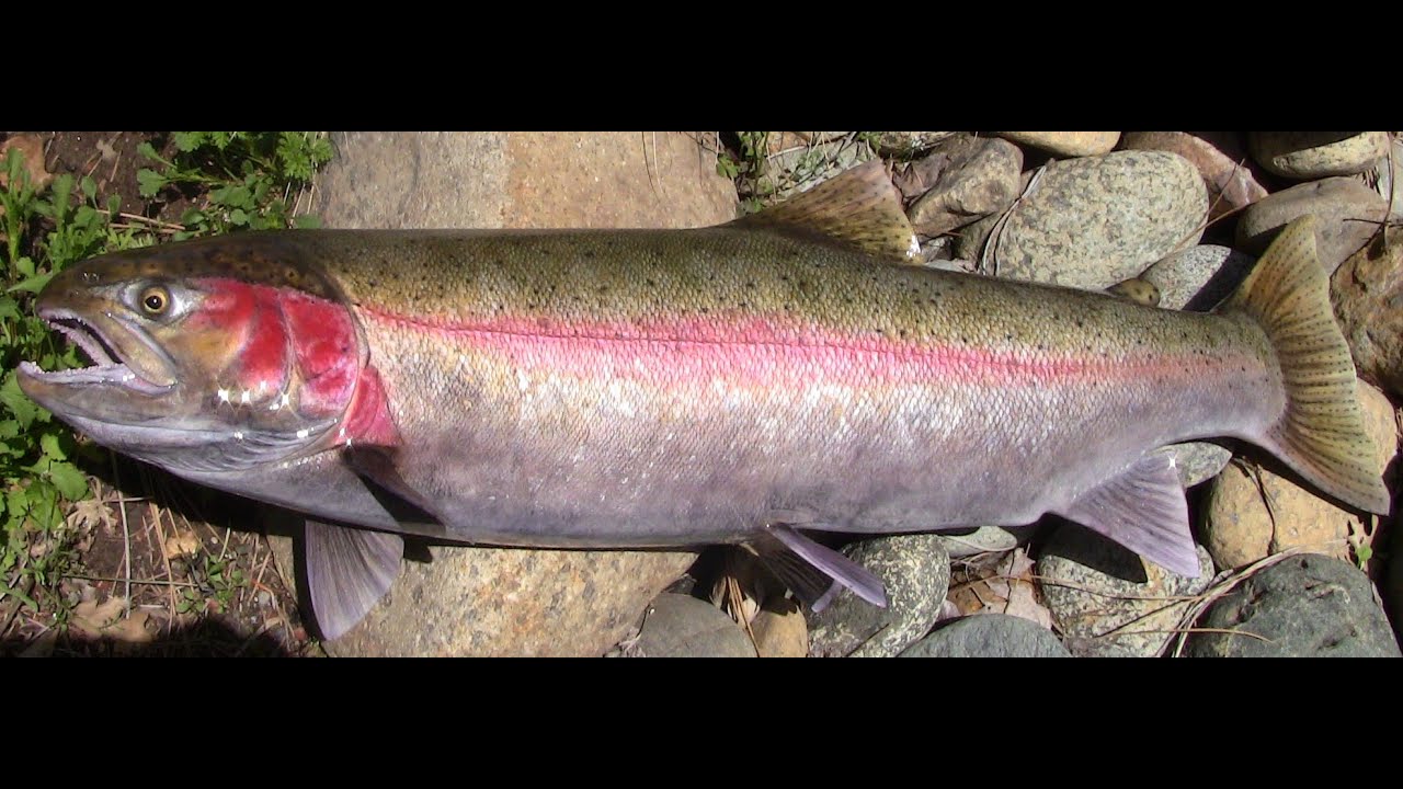SteelheadPainting