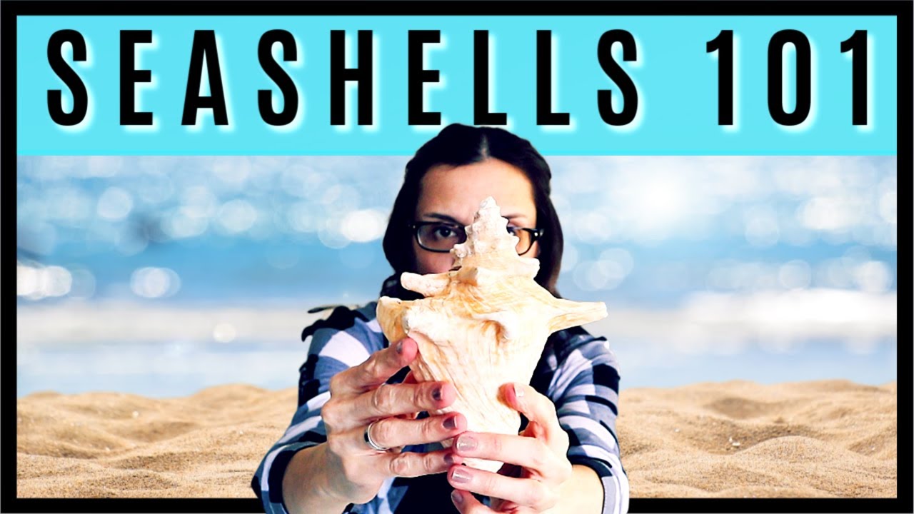 IDENTIFYING SEASHELLS | Can you REALLY hear the ocean in them?? #seashells #shells