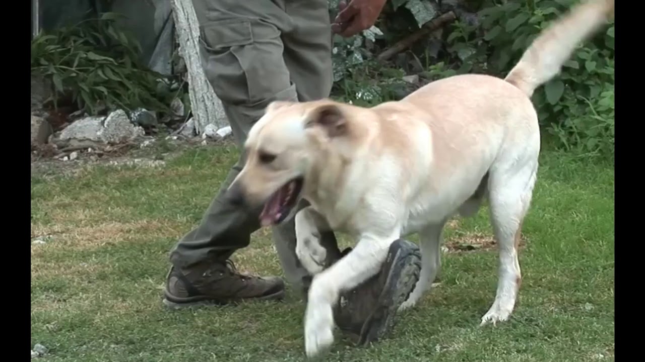 LABRADOR, &delta;&epsilon;ί&tau;&epsilon; &tau;&omicron; &delta;ά&gamma;&kappa;&omega;&mu;&alpha; &alpha;&pi;ό &pi;&iota;ό &kappa;&omicron;&nu;&tau;ά &sigma;&epsilon; &alpha;&rho;&gamma;ή &kappa;ί&nu;&eta;&sigma;&eta;. Alfipi, &pi;&rho;&alpha;&gamma;&mu;&alpha;&tau;&iota;&kappa;ά &epsilon;&kappa;&pi;&alpha;&iota;&delta;&epsilon;&upsilon;&mu;έ&nu;&alpha; &Lambda;&alpha;&mu;&pi;&rho;&alpha;&nu;&tau;ό&rho;.