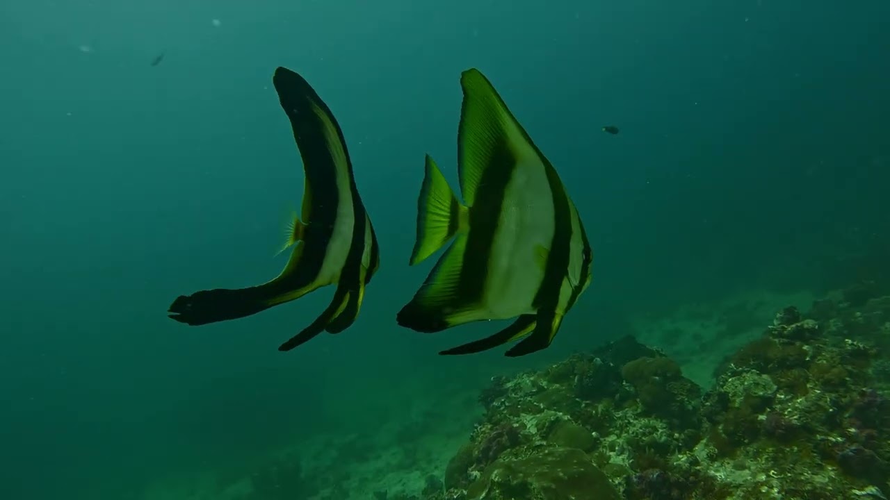 BUCEO EN FILIPINAS/DIVING IN PHILIPPINES 08    Filipinas - 2025