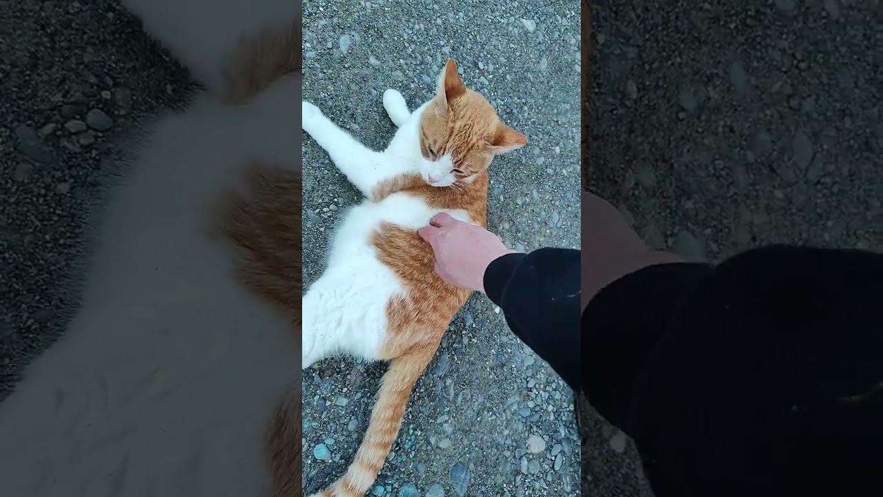 Mako rolling around and showing his belly.