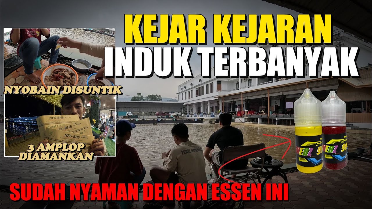 SERU !!! EDISI NGONTEN RUSUH | KEJAR KEJARAN IKAN INDUK TERBANYAK !!!