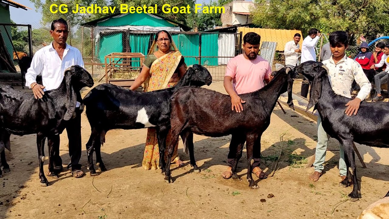 Chetan Jadhav Beetal Goat Farm Aurangabad Maharashtra