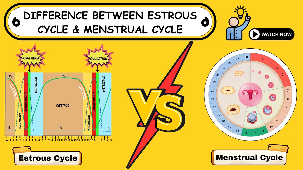 Estrous Cycle vs Menstrual Cycle Explained Simply | Veterinary Reproduction Made Easy | Vetcare🐾