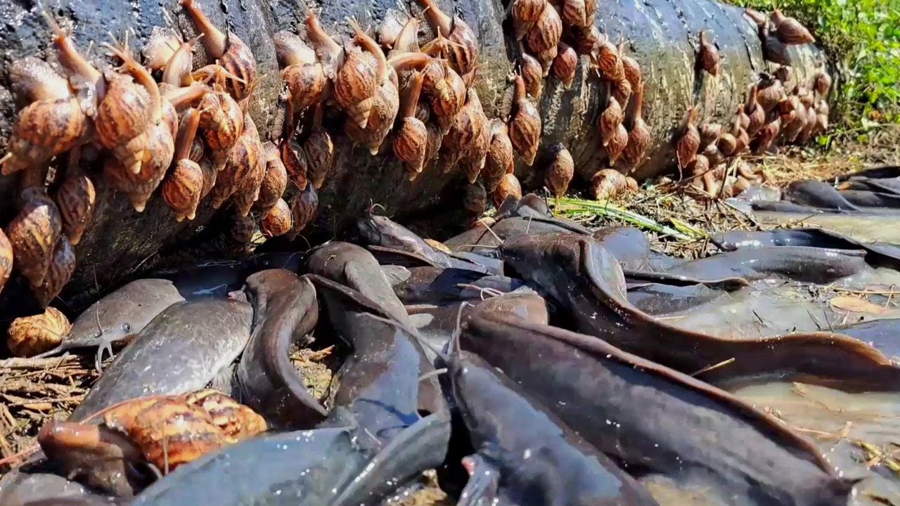 best hand fishing, top fishing skill - a fisherman catching a lot of fish and snail at field by hand
