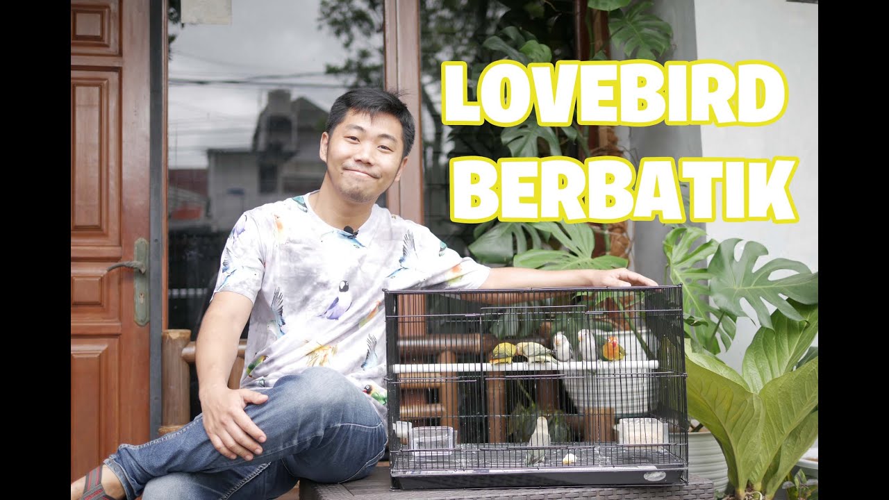 Mengenal lebih dekat lovebird Euwing