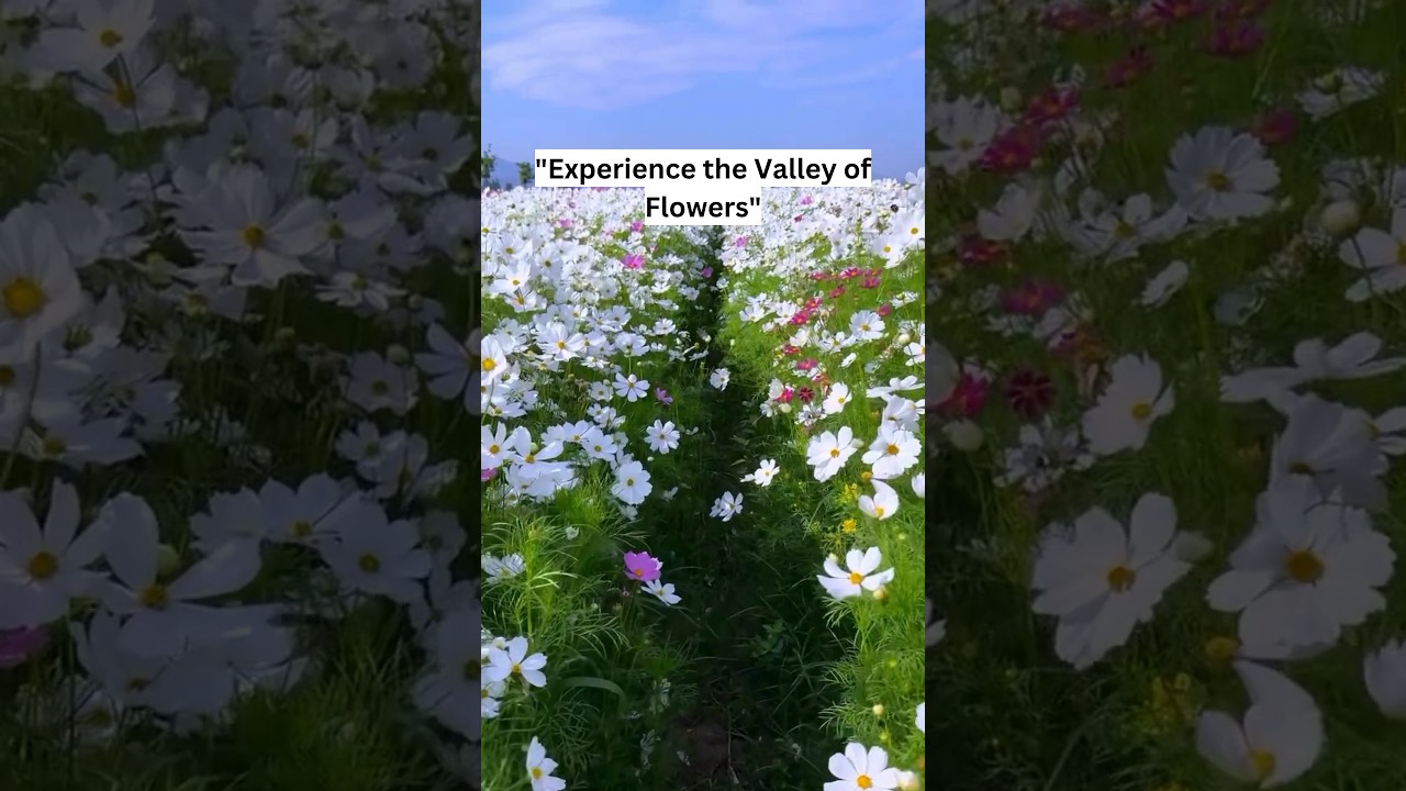 valley of flowers | trip to valley of flowers | beautiful Trek | Hill tours #nature #travel #peace