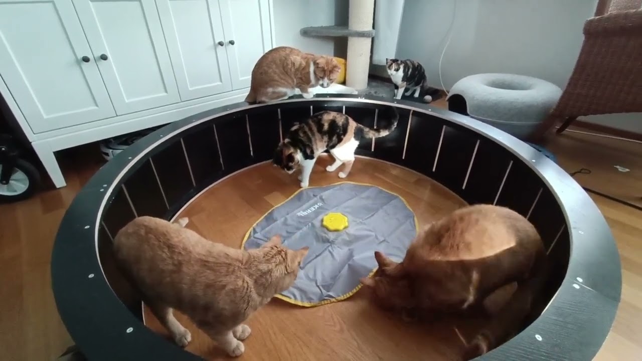 Our cats react to a new toy: The Kerbl 