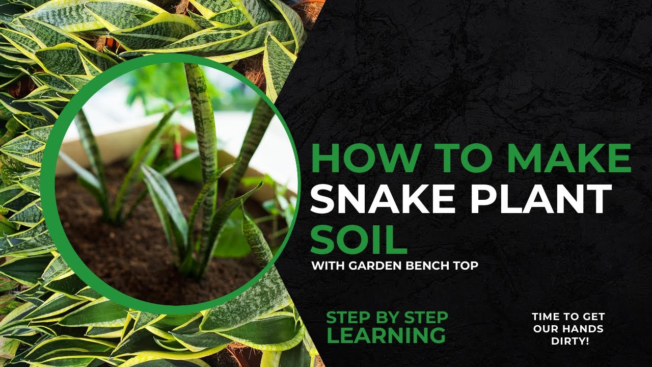 How to Make Snake Plant Soil