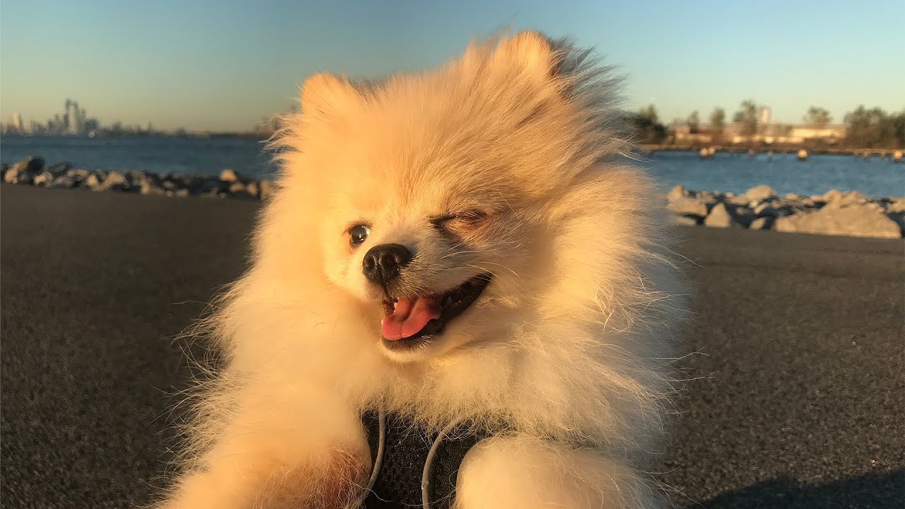 i reviewed DOGS on BAD END PODCAST #63