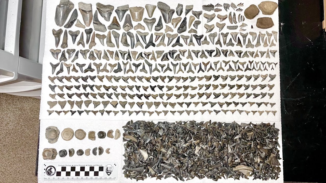 2,500 SHARK TEETH! | Aurora NC 2021
