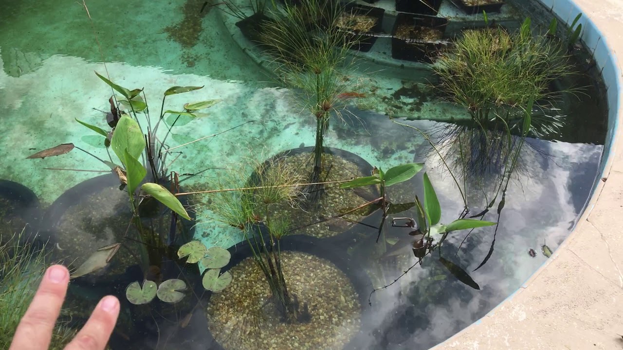 Pool to Pond Conversion - Orlando, Florida - Video 1