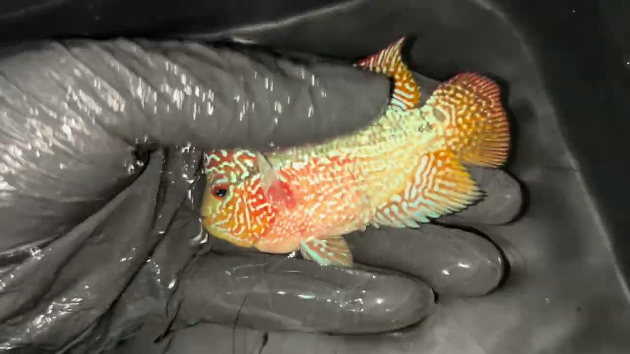 Cá la hán Cao Lãnh tháng 5 ngày 31 kamfa giá rẻ