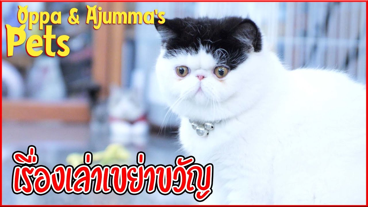 เรื่องเขย่าขวัญ แบบหมาๆ | Oppa & Ajumma's Pets
