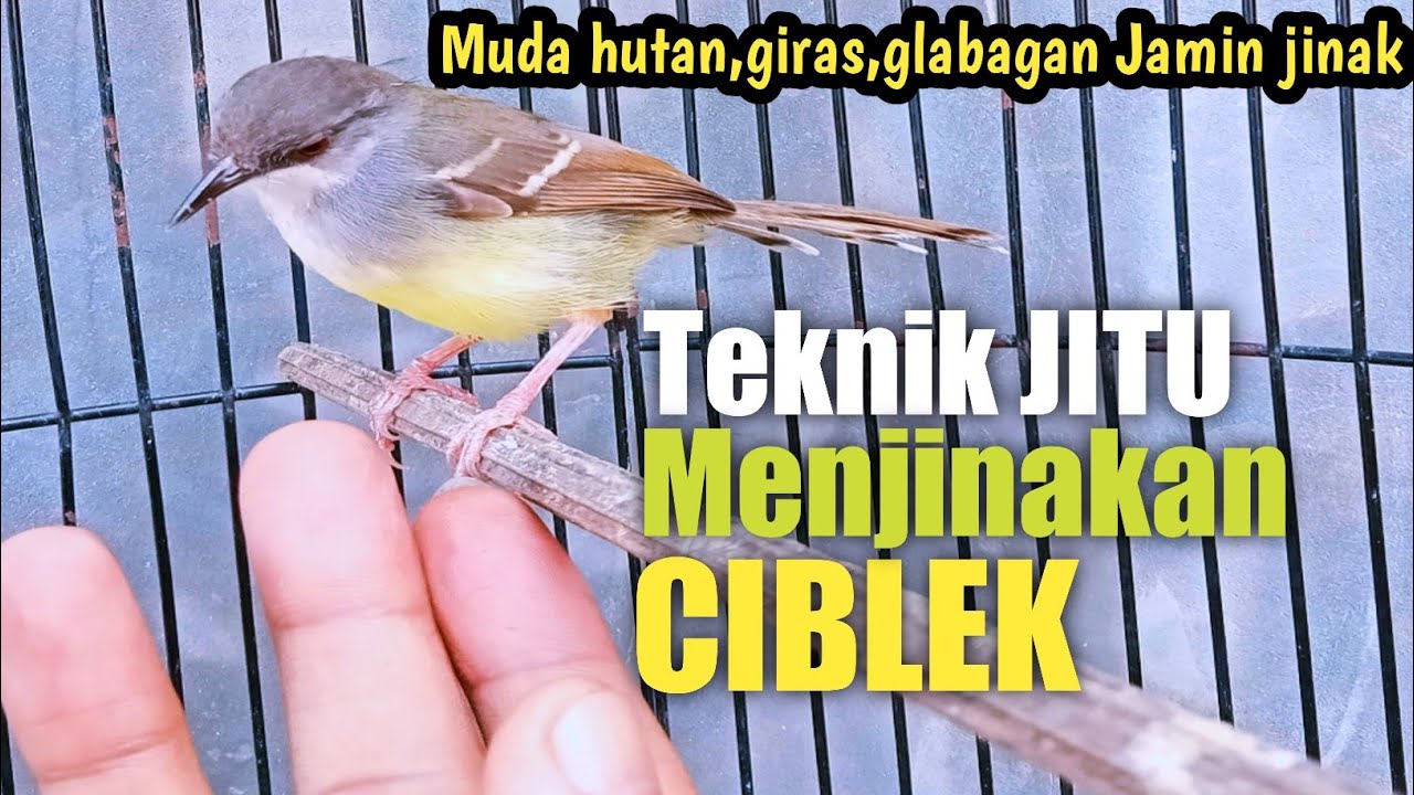 Cara Menjinakan CIBLEK giras,gesit,glabakan