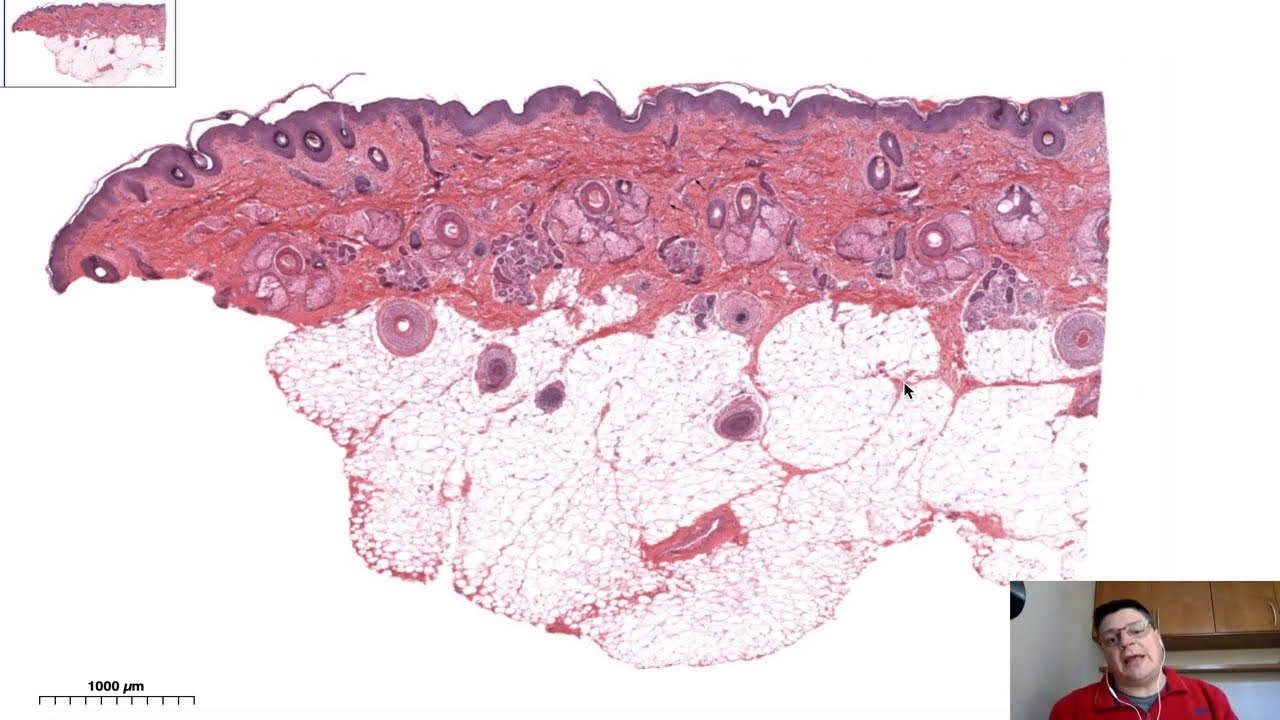 Histologia da Pele