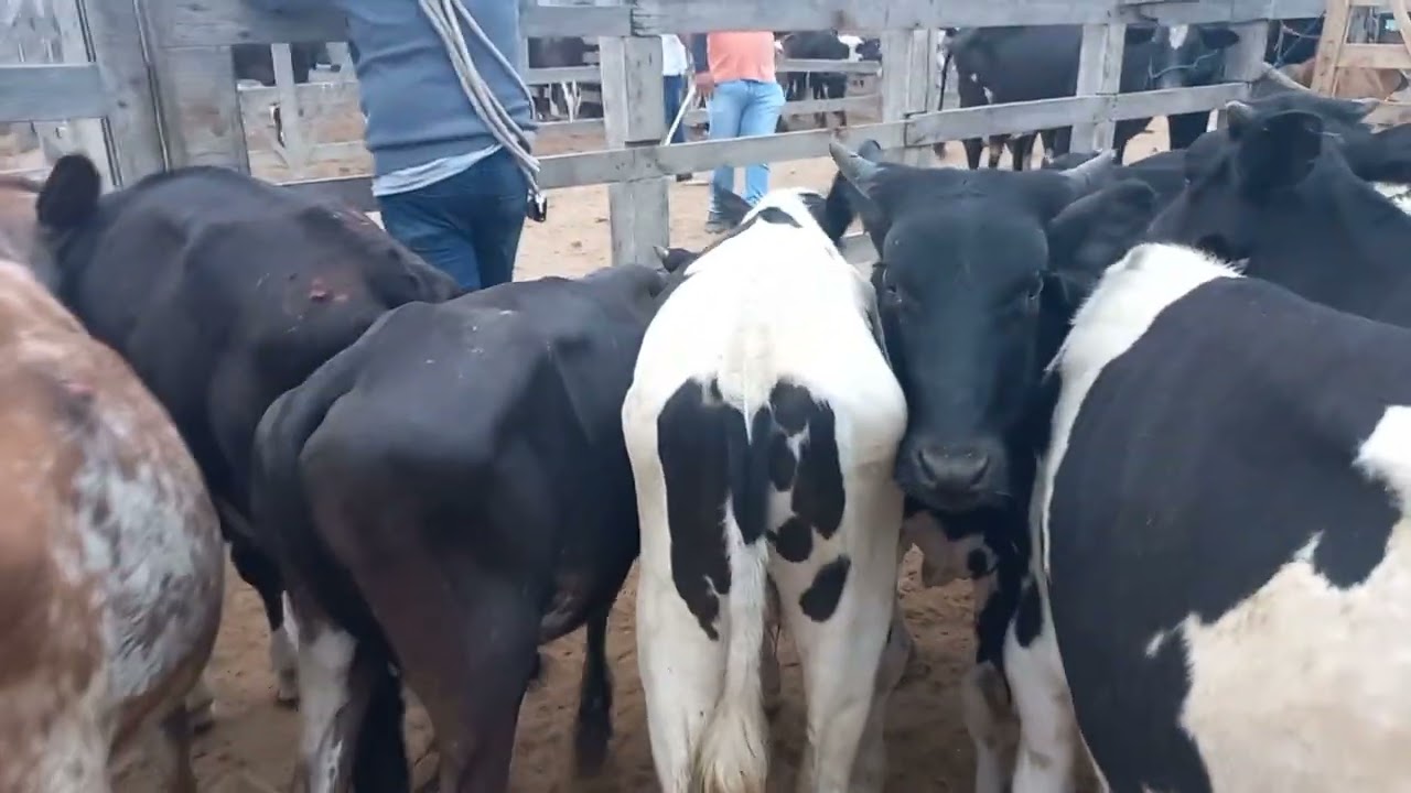 Bezerros pra confinamento na feira de gado em Dois Riachos Alagoas 11/02/26#nordeste
