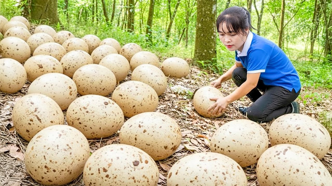 Mãe Solteira Coletou Muitos Ovos Gigantes de Galinha Selvagem e Levei ao Mercado – Vida no Campo
