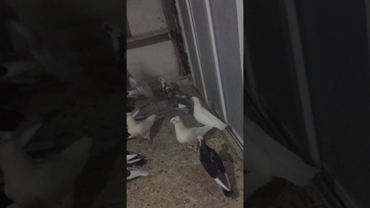 Bayburt güvercinleri 2