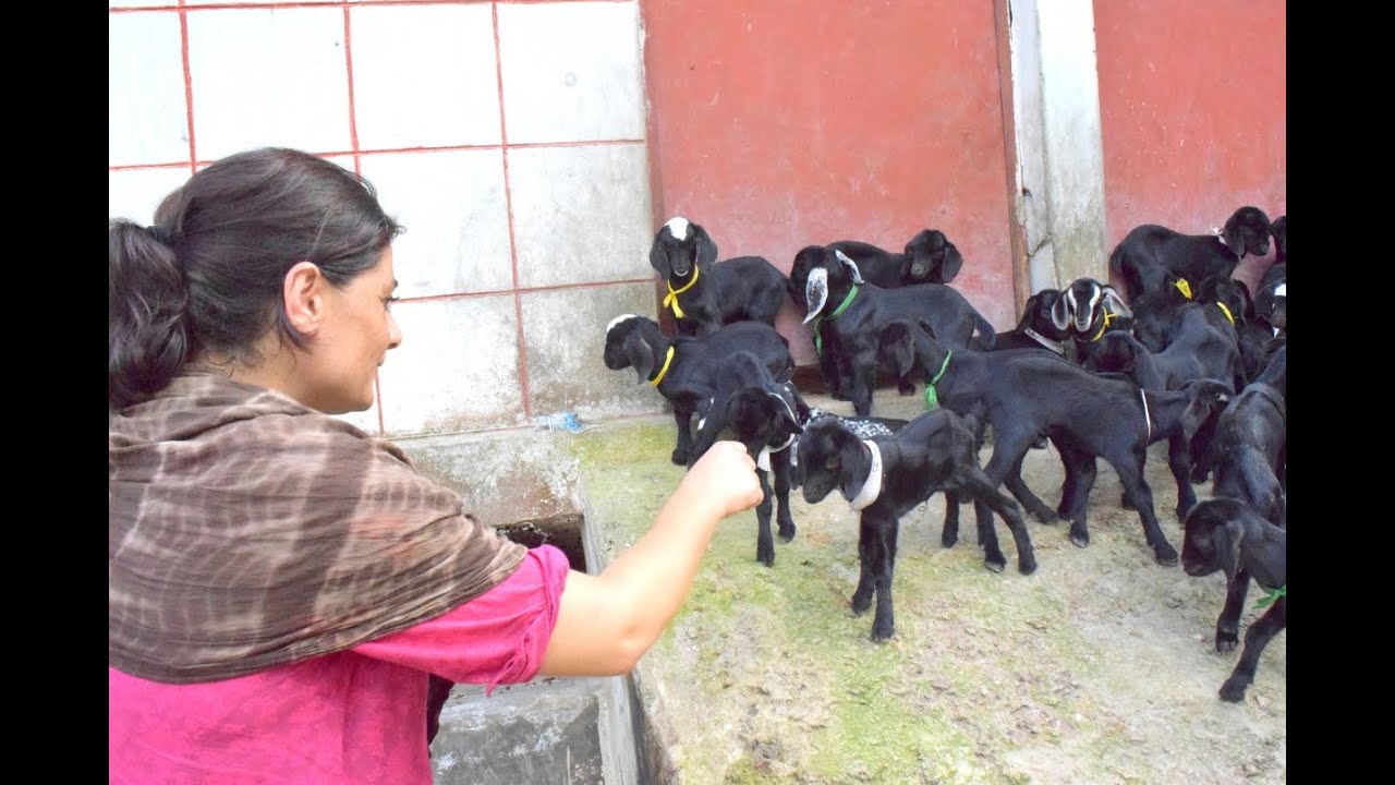 Income Generation & Employment Creation for Entrepreneurs through Black Bengal Goat-WAVE FOUNDATION
