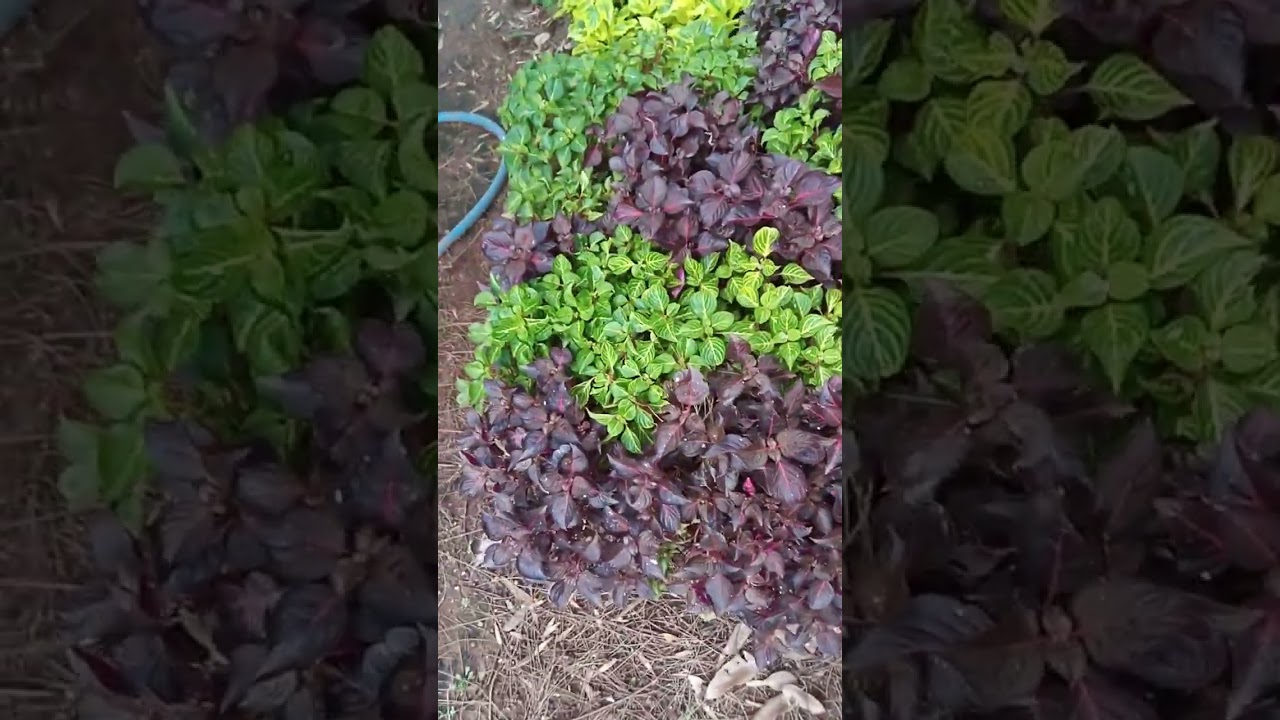 planta amaranto, hojas de sangre o iresine herbstii #iresine #plantas #flores