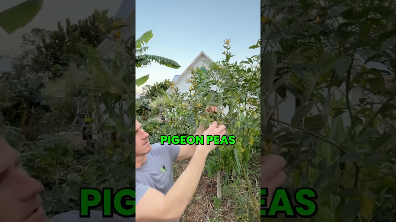Growing Pigeon Peas in Florida #GrowInnHomes