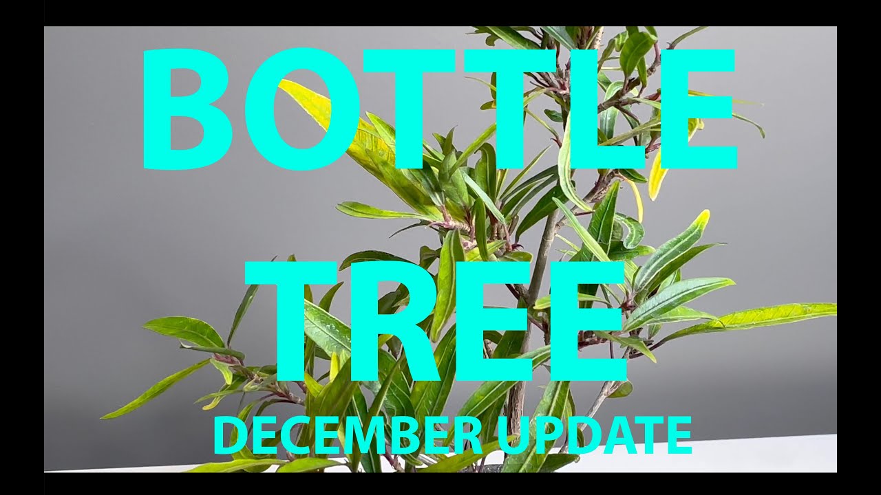 Queensland Bottle Tree Bonsai from Store - Update December 2023 #bonsai #queensland #tree