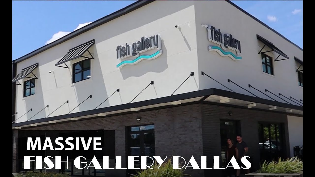 Enormous Fish Store!! - Fish Gallery Dallas