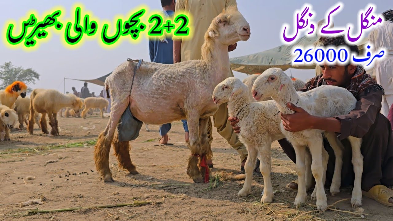 18 November 2025 Distric Rajanpur mundra chattra mandi latest update Mandri sheep with cheap babies