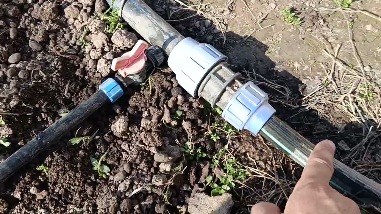 Обёрии қатрагӣ барои шинонидани қаламчаҳои ангур.