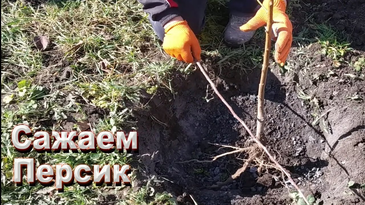 ПОСАДКА ПЕРСИКА ВЕСНОЙ. ПРАВИЛЬНА ПОСАДКА САЖЕНЦЕВ ПЕРСИКА.