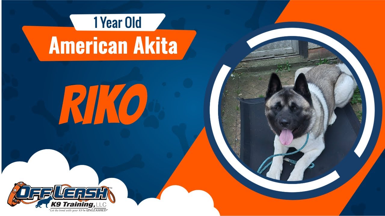 Best American Akita Dog Training | Riko | Dog Training in London