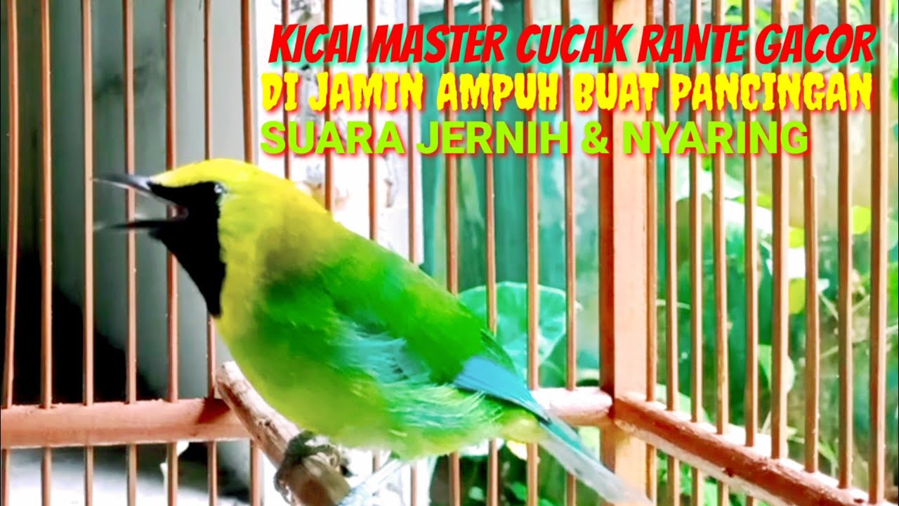 Kicau burung cucak rante super gacor