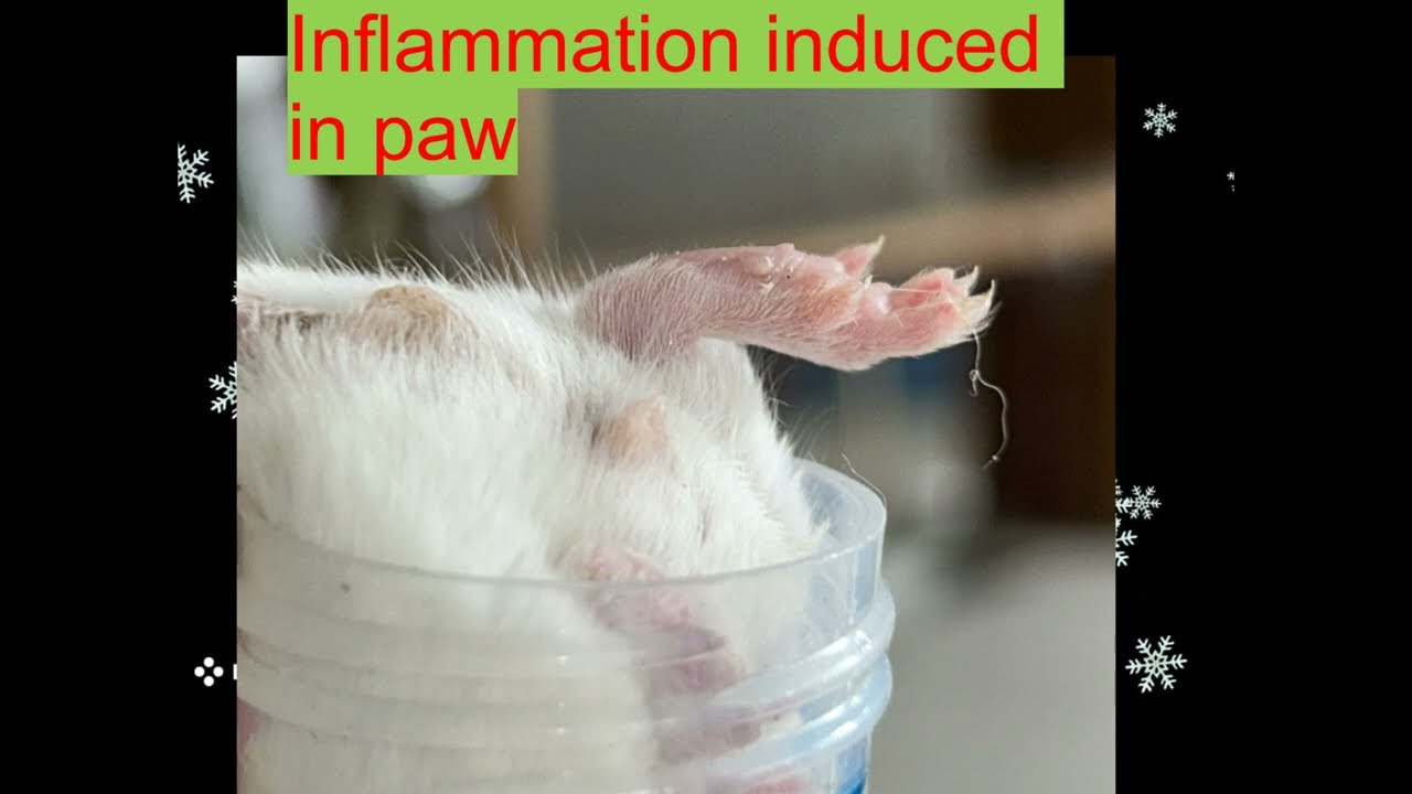 Paw Edema #paw #edema #test  #invivo #anti-inflammatory test #guideline #mice #experiment #research