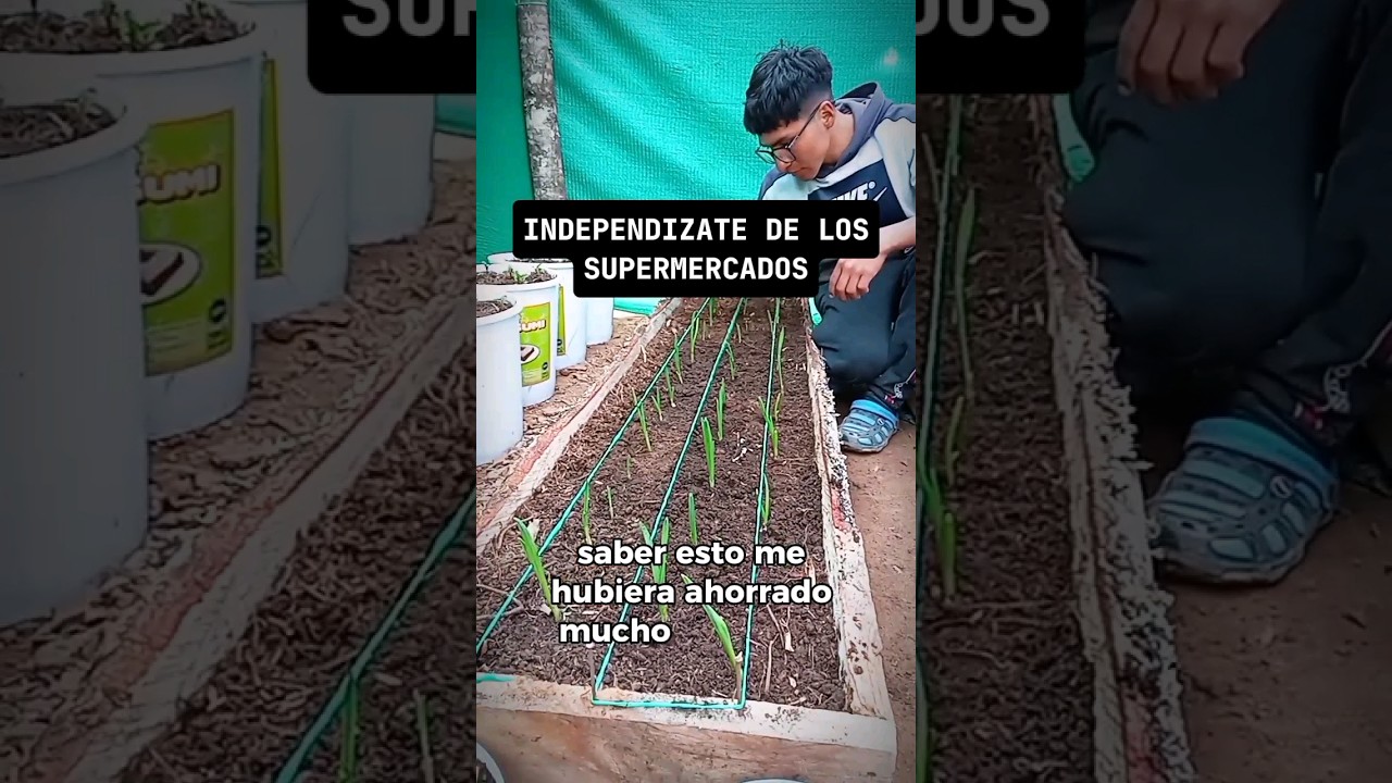 🙋&zwj;♂️Dile Adios a los supermercados con tu propio Huerto Organico🥦#huerto #ajos #siembraycosecha