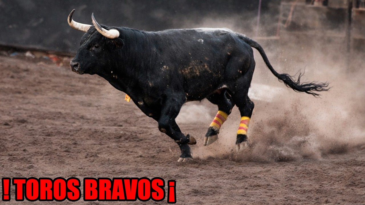!! TOROS BRAVOS BUSCA CABALLOS ¡¡ HILARIO, DANIELA, PAJARO, POLO, JARIPEO EN MOROLEÓN GUANAJUATO