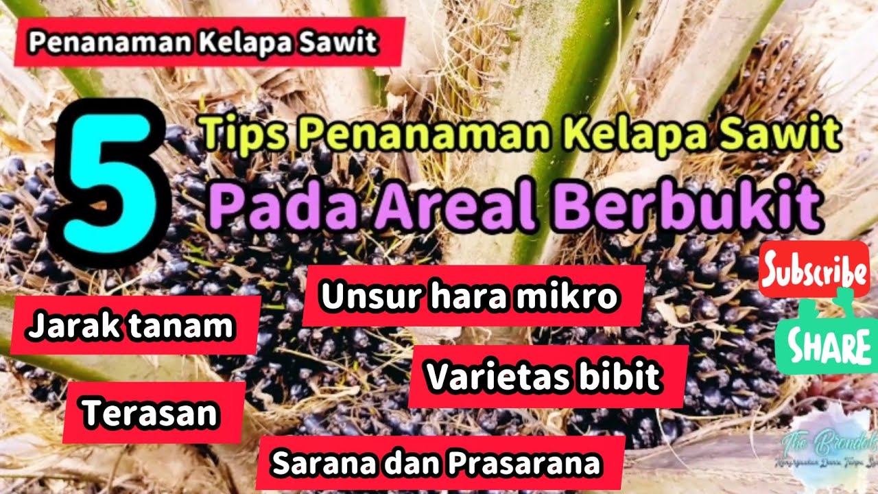 5 Tips Penanaman Kelapa Sawit Pada Lahan Berbukit