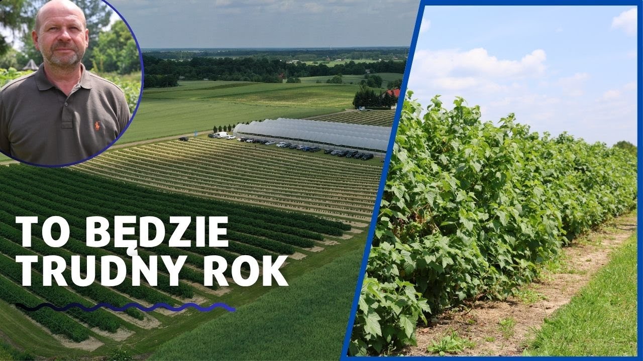 To będzie trudny rok na plantacjach czarnej porzeczki