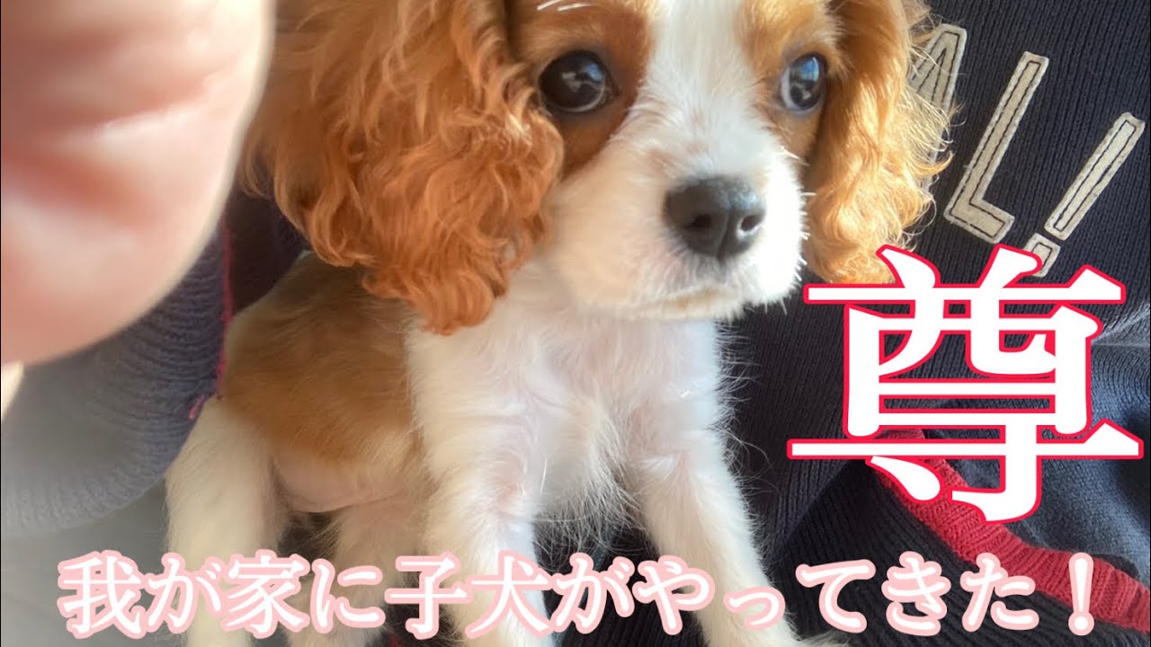 生後二ヶ月の子犬をお迎え🐶【キャバリア】