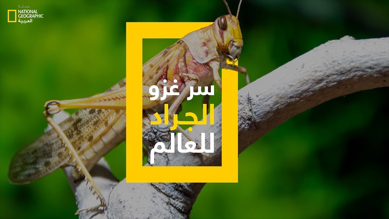 سر غزو الجراد للعالم