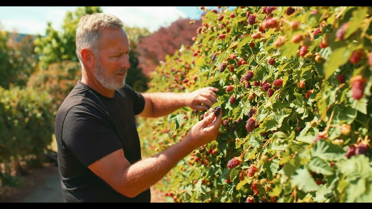 Meet the growers of our mighty boysenberries