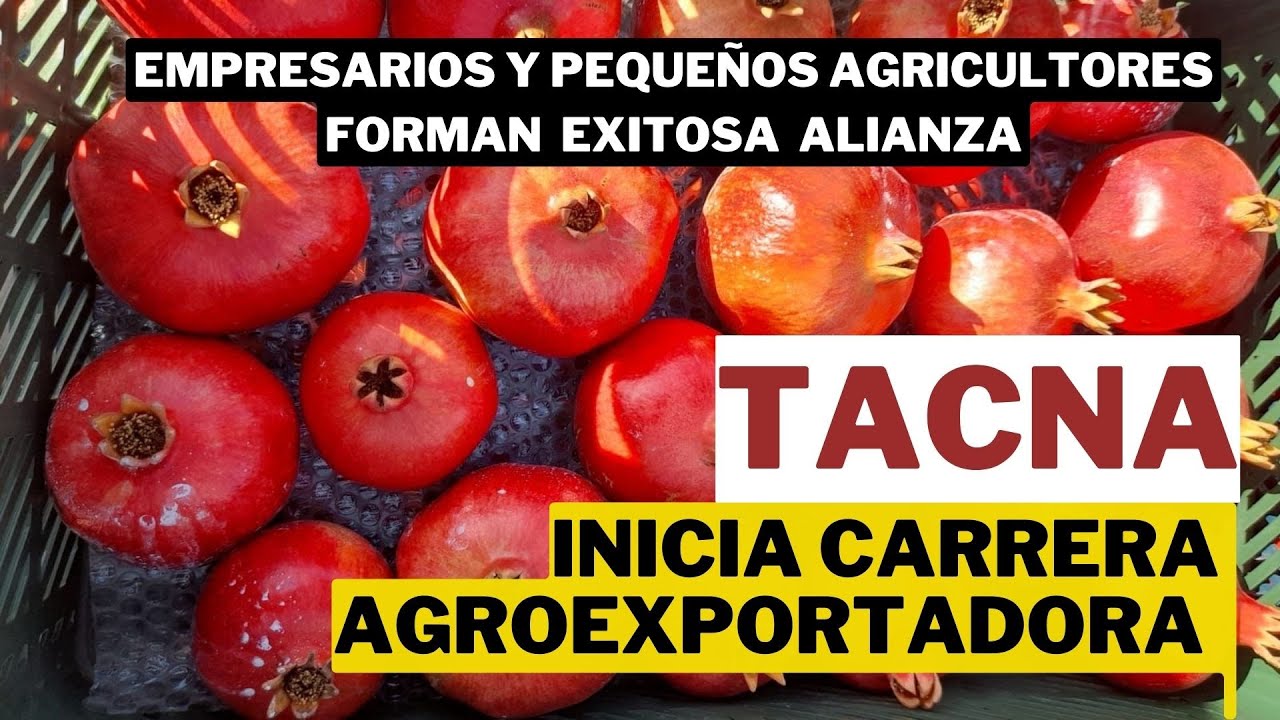 TACNA: Empresarios y pequeños agricultores se lanzan juntos a la agroexportación